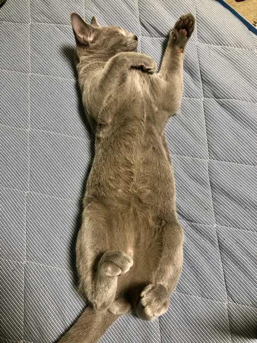 人間のように寝る猫