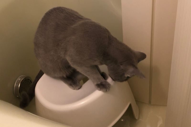 お風呂好きな猫