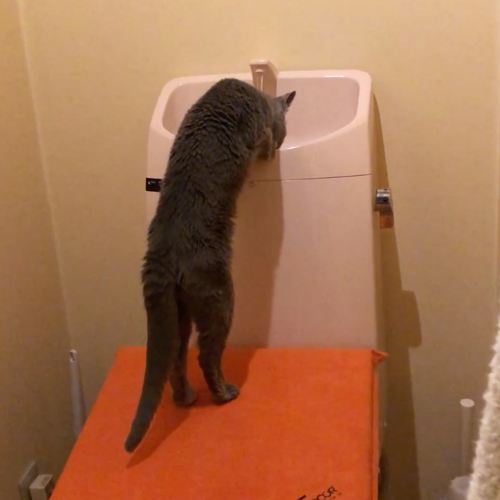 タンクの水を飲む猫