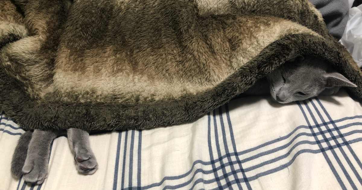 布団で寝る猫