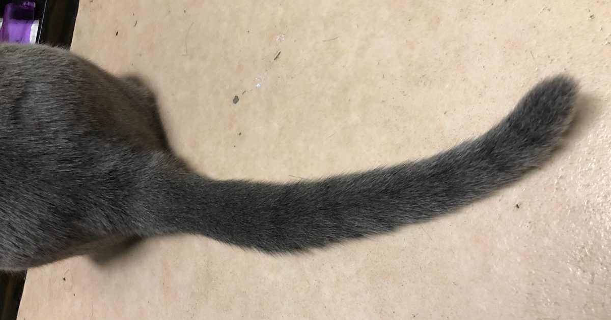 猫の尻尾