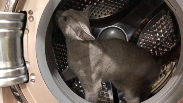 洗濯機に入る猫