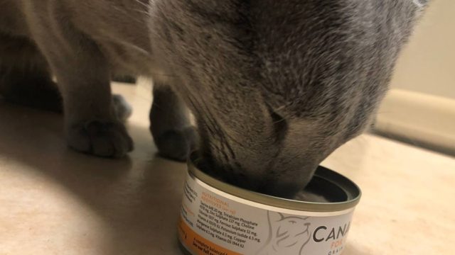 カナガン猫用缶詰を食べる猫