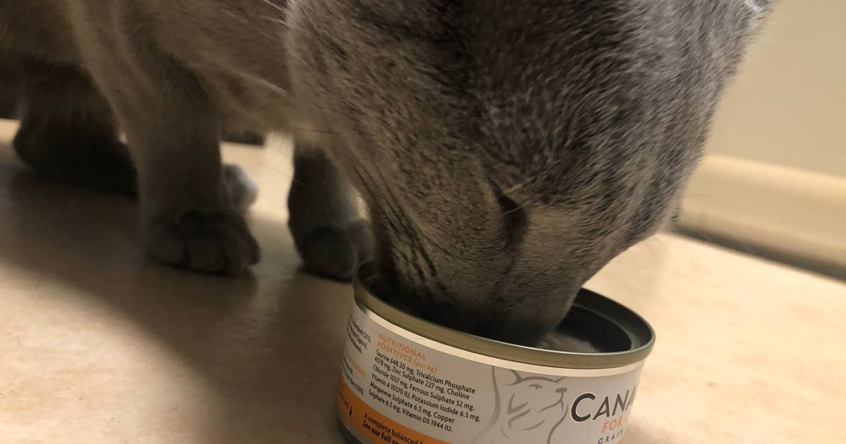 カナガン猫用缶詰を食べる猫