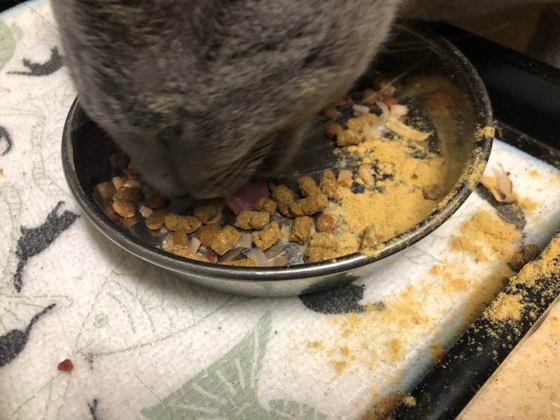 鯛パウダーでレガリエを食べる猫