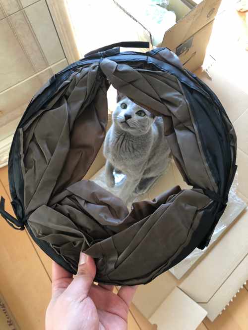 猫トンネル