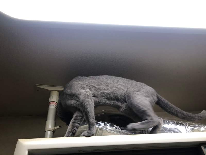 冷蔵庫の上の猫