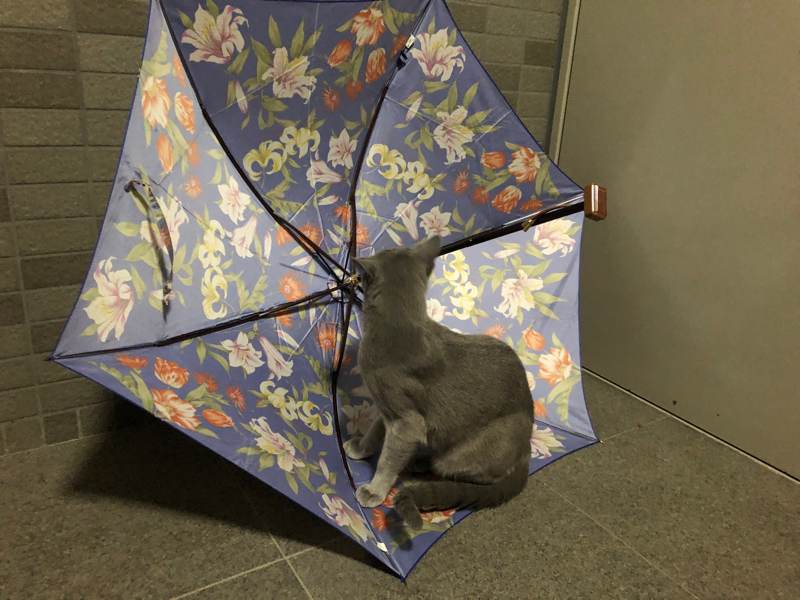 花の傘と猫