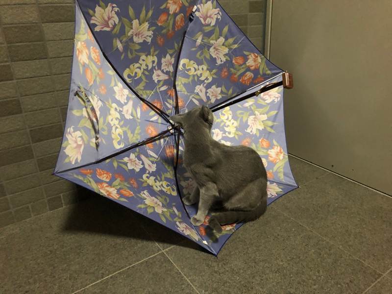 花の傘と猫