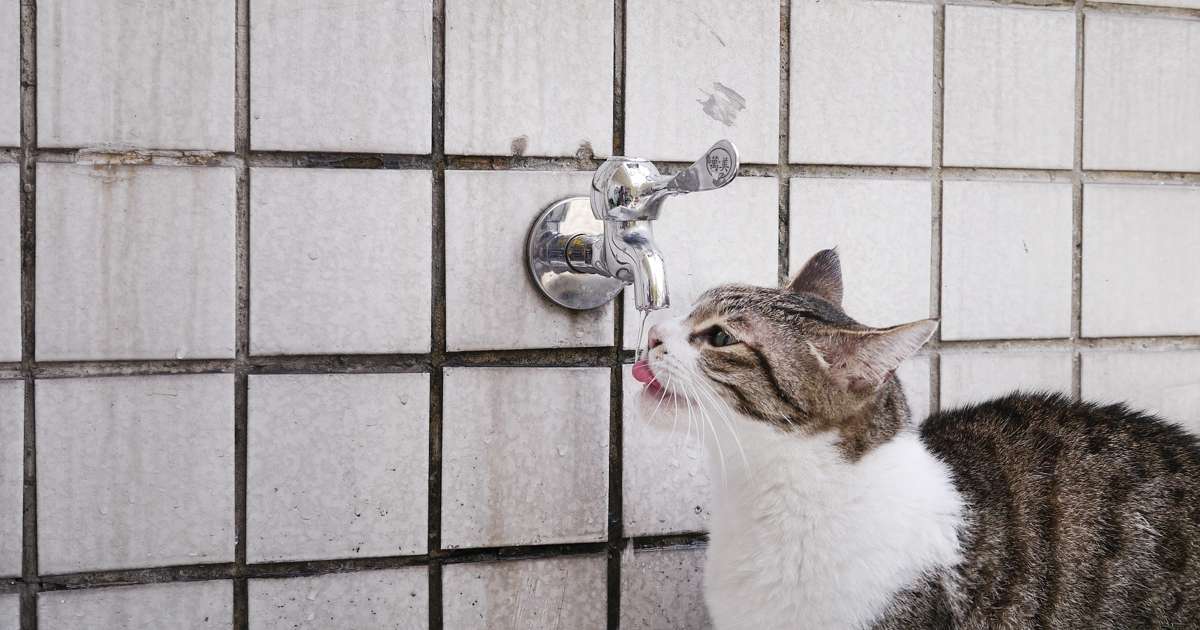 猫に水分補給させるおすすめの方法｜ちゃおちゅーるやゼリーは鉄板