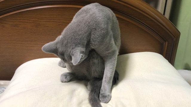 髪を噛む猫