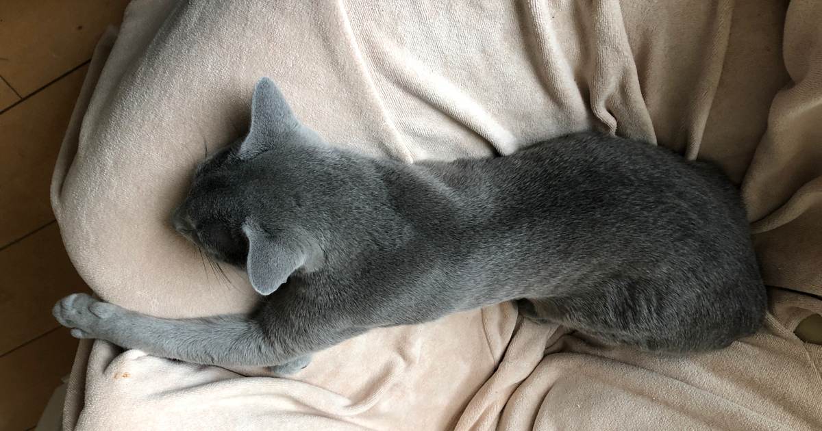 ソファーで寝る猫