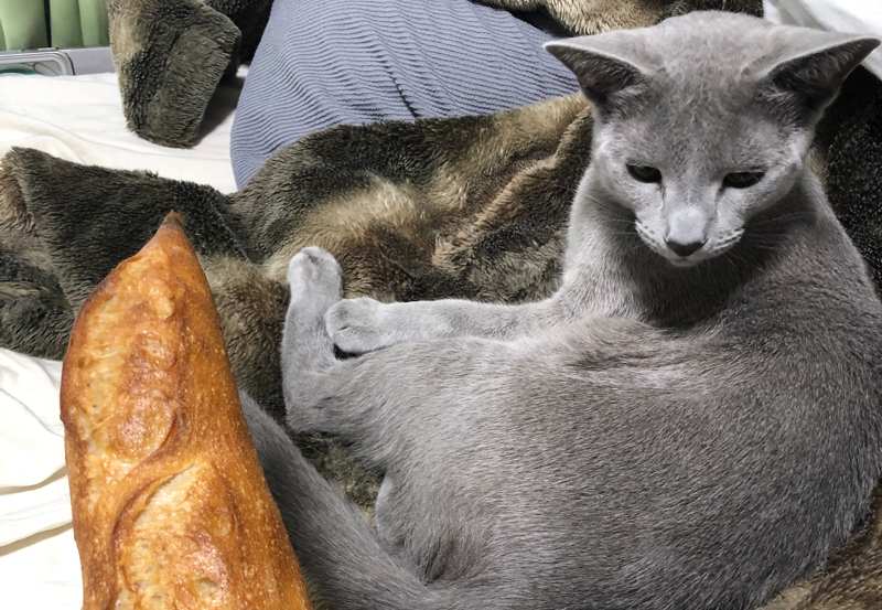 フランスパンと猫