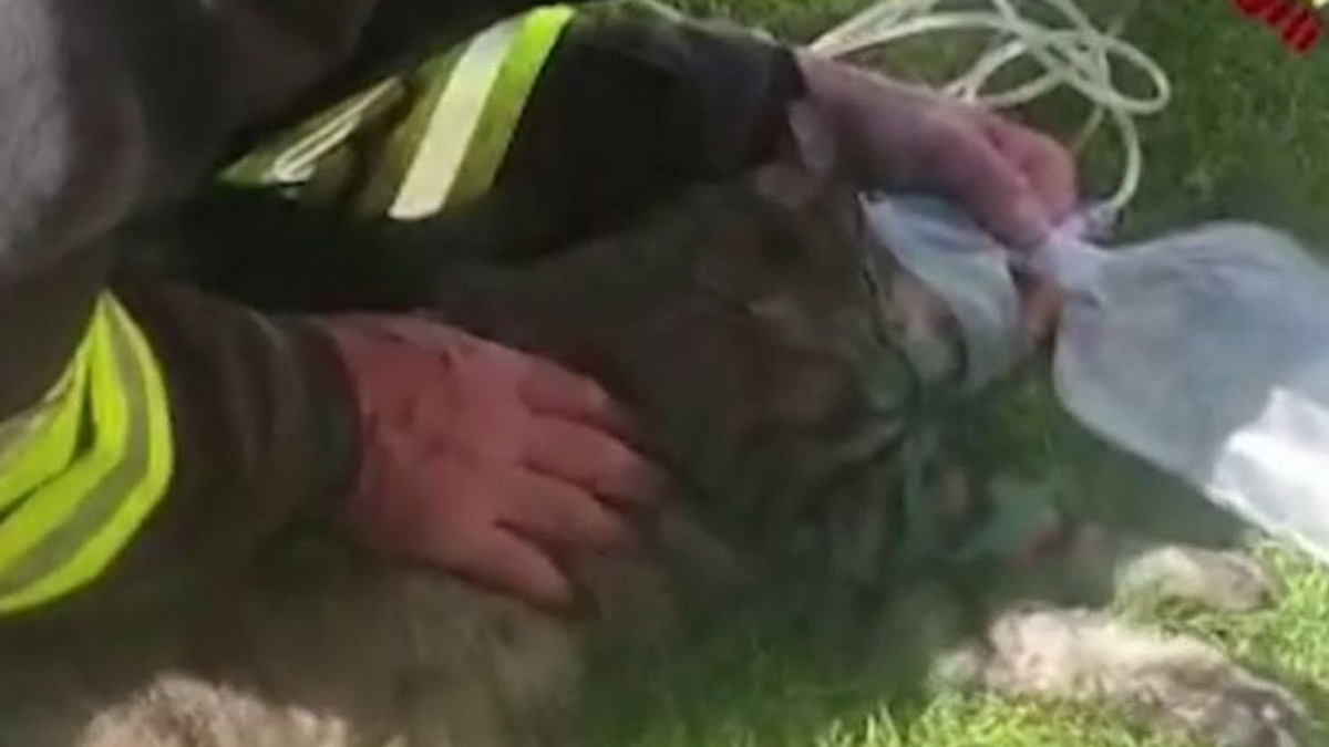 猫を蘇生する消防士