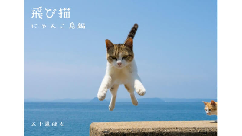 飛び猫